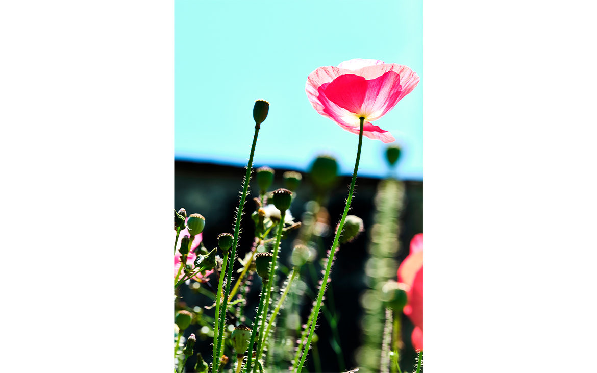 mohn1